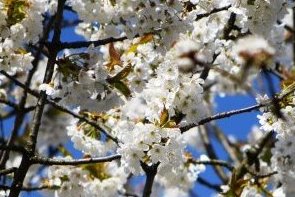 Frühlingsbaumblüte