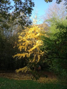 Foto 2 Gingkobaum