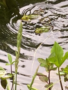 2021 06 viaintegralis03 Frsche JJ