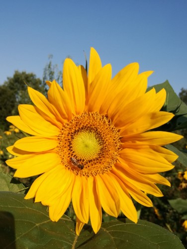 Sonnenblume