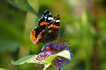 Schmetterling